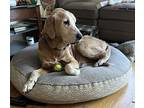 Barney Fife, Labrador Retriever For Adoption In Torrance, California