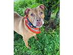 Hera, American Staffordshire Terrier For Adoption In New York, New York