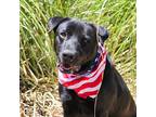 Jett, Labrador Retriever For Adoption In Cumming, Georgia