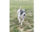 Frankie, American Pit Bull Terrier For Adoption In Kokomo, Indiana