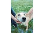 Jak Daniels, Labrador Retriever For Adoption In Birmingham, Alabama