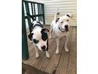 Athena, American Staffordshire Terrier For Adoption In Tulsa, Oklahoma