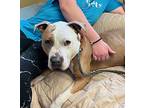 Zeus, American Staffordshire Terrier For Adoption In New York, New York