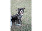 Wilbur, American Staffordshire Terrier For Adoption In Birmingham, Alabama