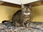 Adopt Suzie Q a Tabby