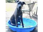 Duke, Labrador Retriever For Adoption In Grand Bay, Alabama
