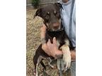 Jack, Retriever (unknown Type) For Adoption In Helotes, Texas