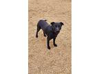 Eli, Labrador Retriever For Adoption In Maquoketa, Iowa