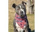 Meera, American Staffordshire Terrier For Adoption In Spring Lake, New Jersey