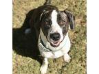 Annie Grace, American Staffordshire Terrier For Adoption In Cumming, Georgia