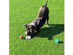 Figaro, American Staffordshire Terrier For Adoption In New York, New York
