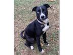 Penny, Labrador Retriever For Adoption In Birmingham, Alabama