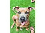 Dave, American Staffordshire Terrier For Adoption In Birmingham, Alabama