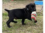 Jordan, American Staffordshire Terrier For Adoption In Birmingham, Alabama