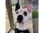 Spot, Terrier (unknown Type, Medium) For Adoption In Duquoin, Illinois