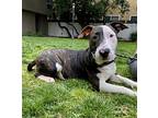 Bowser, Bull Terrier For Adoption In Newport Beach, California