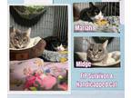 Adopt Mariah & Midge (Special Needs Cats) a Domestic Short Hair