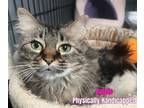 Adopt Barbie (Handicapped Cat) a Domestic Medium Hair