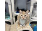 Adopt Squash a Domestic Short Hair