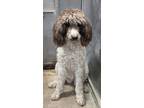 Adopt Bailey a Standard Poodle