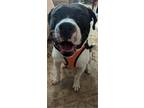 Adopt Churro Lizman a Black - with White Pit Bull Terrier / Mixed dog in
