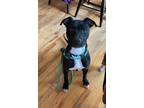 Adopt Batman Jones a Black - with White American Pit Bull Terrier / Boxer /