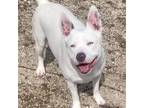 Adopt Calypso a Pit Bull Terrier, Shepherd