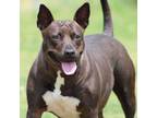 Adopt Dutchess a Bull Terrier, Staffordshire Bull Terrier