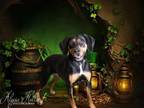 Adopt Casey a Black and Tan Coonhound