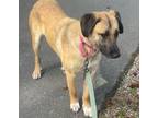 Adopt Nala a Anatolian Shepherd, Black Mouth Cur