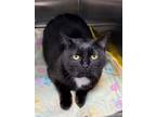 Adopt Mika a Domestic Short Hair