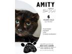 Adopt Amity a Domestic Short Hair