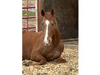 Adopt Shay a Quarterhorse, Thoroughbred