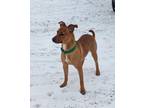 Adopt Skittles a Carolina Dog