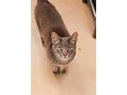 Adopt Bryce a Gray, Blue or Silver Tabby Domestic Shorthair / Mixed (short coat)