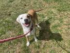 Adopt Mocha a Hound, Jack Russell Terrier