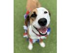 Adopt Pecan a Beagle, Whippet