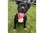 Adopt Lolly NJ a Pit Bull Terrier