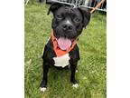 Adopt Lolly NJ a Pit Bull Terrier