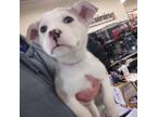 Adopt Duchess a Siberian Husky, Pit Bull Terrier