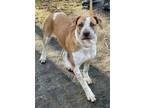 Adopt Vallie a English Coonhound, Mixed Breed