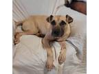 Adopt Ada a Black Mouth Cur