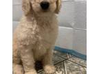 Goldendoodle Puppy for sale in Huntington Beach, CA, USA