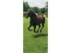 15H Smooth Gaited Chocolate Trail/Driving Horse