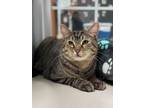 Adopt Katrina a Domestic Short Hair