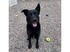 Adopt Pumpkin a Black Labrador Retriever, Akita