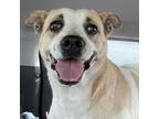 Adopt Merlina KM a White - with Tan, Yellow or Fawn Pit Bull Terrier / Mixed dog
