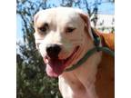 Adopt Jojo a American Pit Bull Terrier / Mixed Breed (Large) / Mixed dog in St