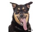 Adopt Marley a German Shepherd Dog / Mixed dog in Mira Loma, CA (37676504)