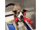 Adopt Sasha a Labrador Retriever / Boxer / Mixed dog in Dalton, GA (35928279)